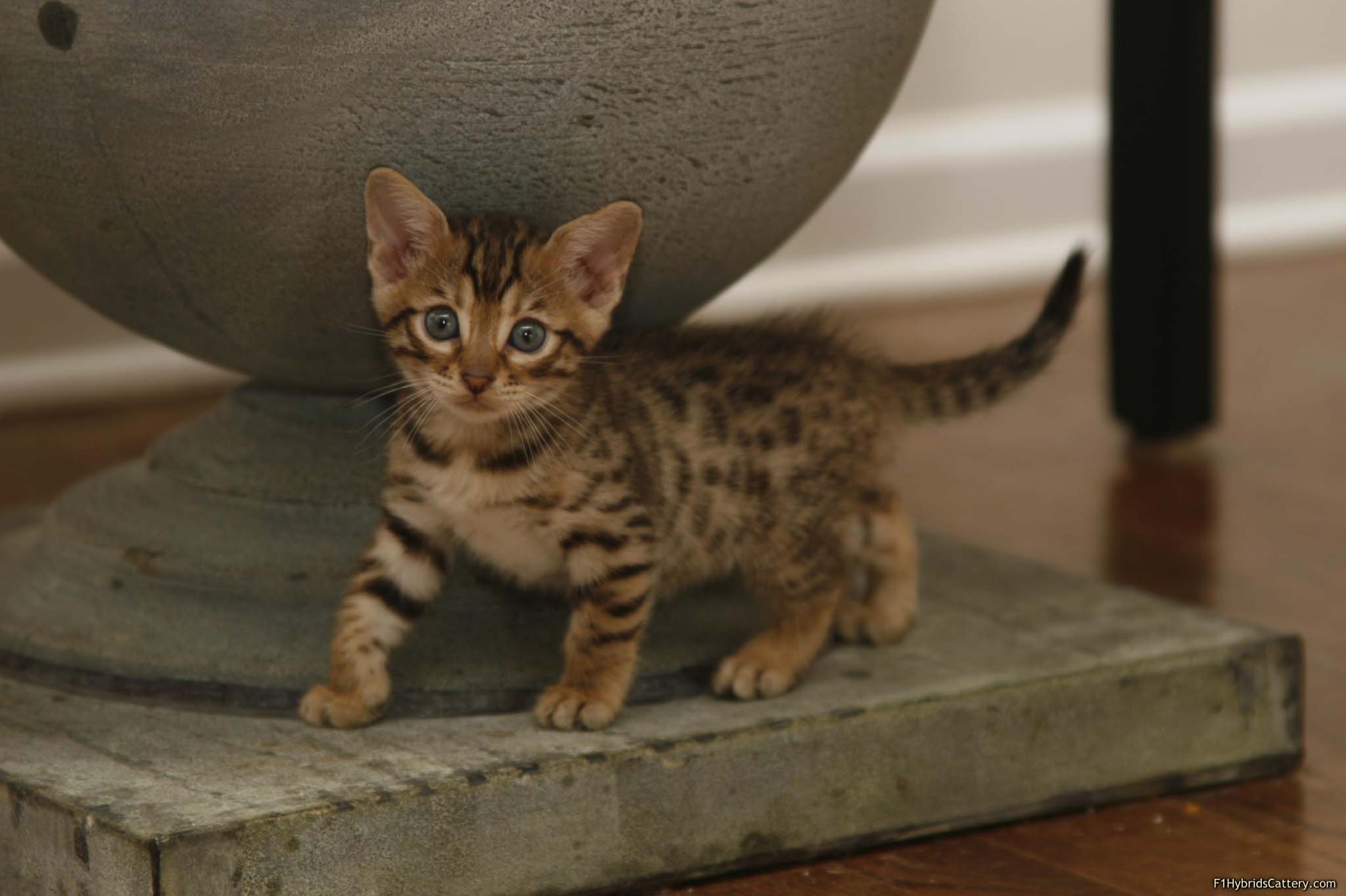 bengal cat names