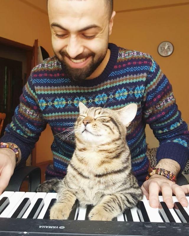 cat playing piano