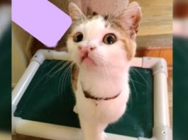 Special Rescue Cat Gets Last Minute Reprieve