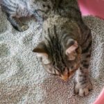 toilet cat Cleaning sand cat