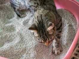 cat peeing outside litter box