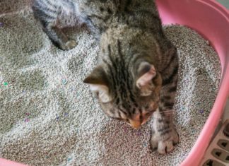 cat peeing outside litter box