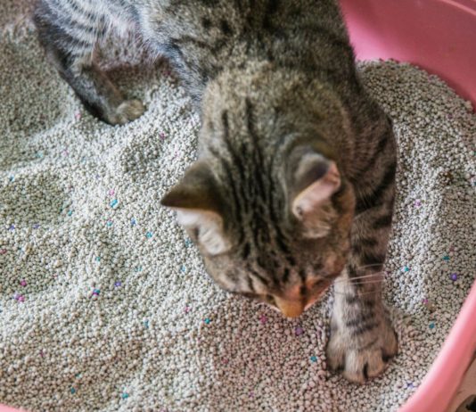 cat peeing outside litter box