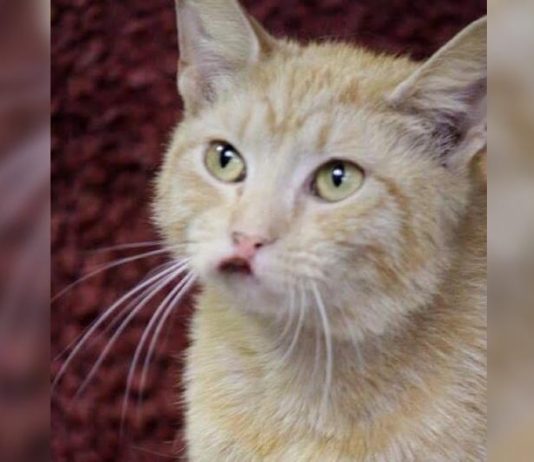 Woman Gives Forever Home to Special Needs Cat